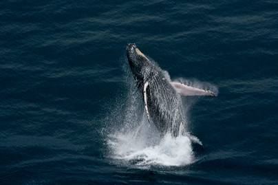 Baleine au large de Port-Gentil, province de l'OgoouÃ©-Maritime, Gabon (0Â°32' S - 8Â°52'E).